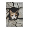 Cat In A Wall