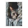 c521c95c6feba4f79a3b881504d4b2dd Cat In The Wall