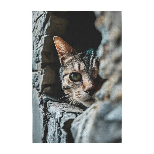 c521c95c6feba4f79a3b881504d4b2dd Cat In The Wall